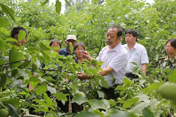 图为李保国在田间为田舍解说核桃栽培实用技术。